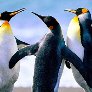 Meet your Posher, Uzma